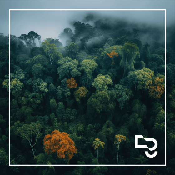 Dissertação argumentativa – Parágrafo conclusivo – Preservação da floresta amazônica
