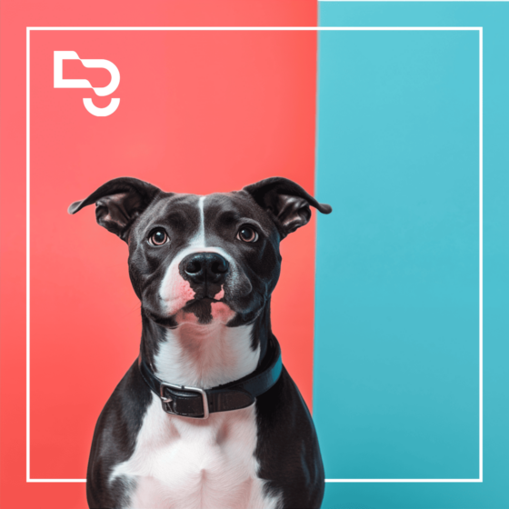 Carta aberta – Animais de grande porte – Podcast Redigir Fundamental